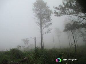 Ponmudi Hills