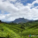 Chittavurrai Tea Plantations, Munnar