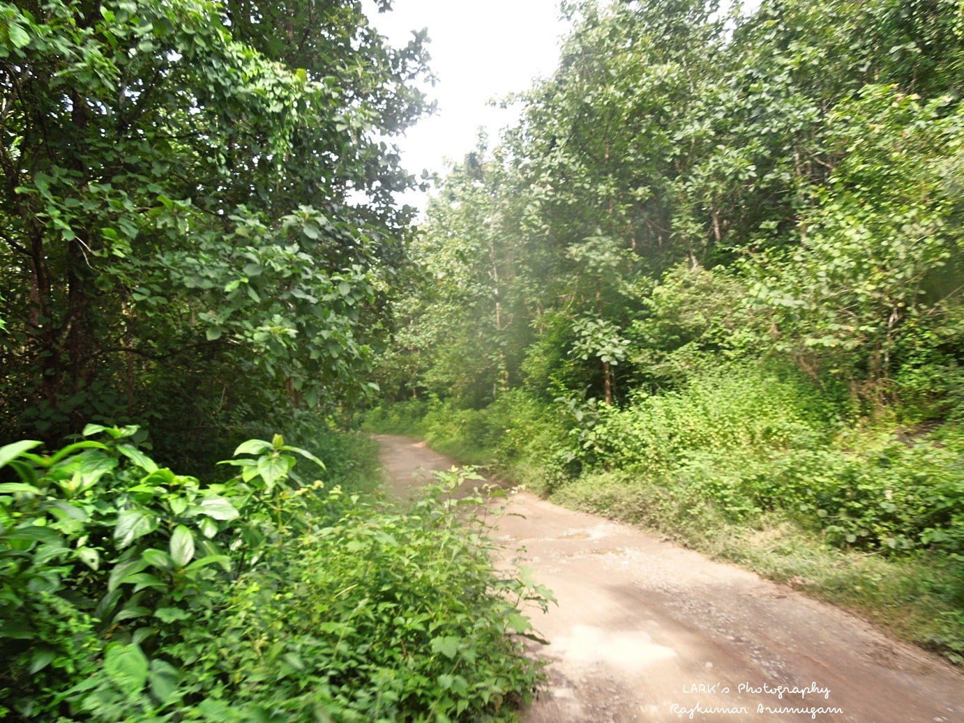 Achankovil Sastha Temple Road